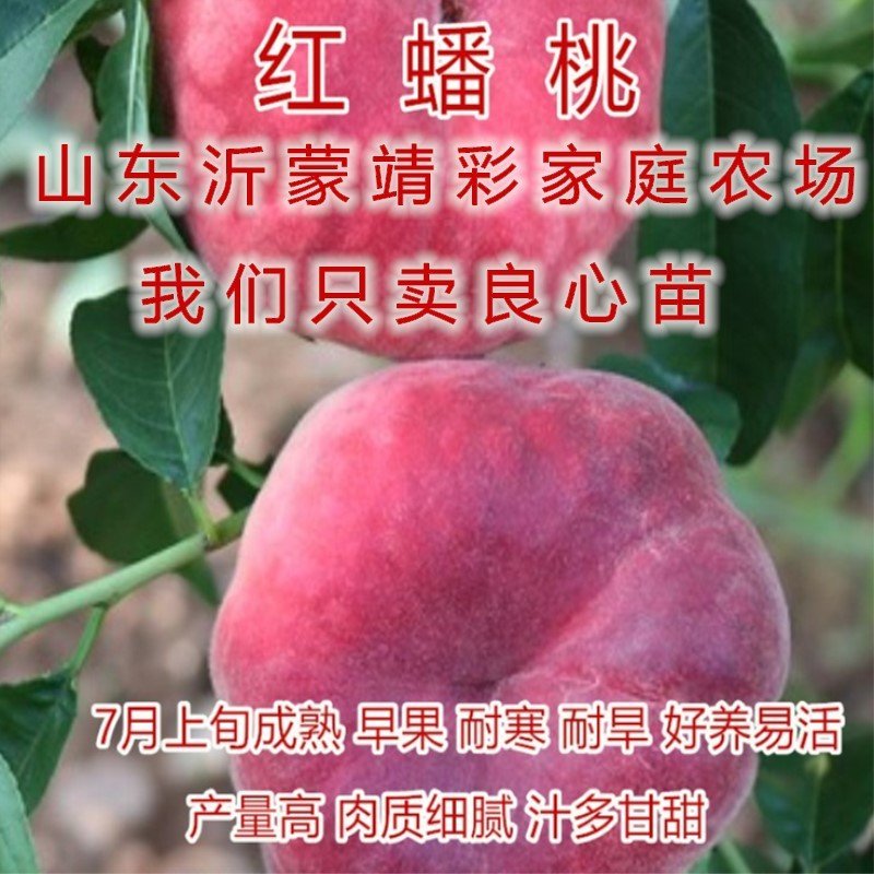 中华油桃嫁接油桃苗南北方种植油桃树苗桃树苗