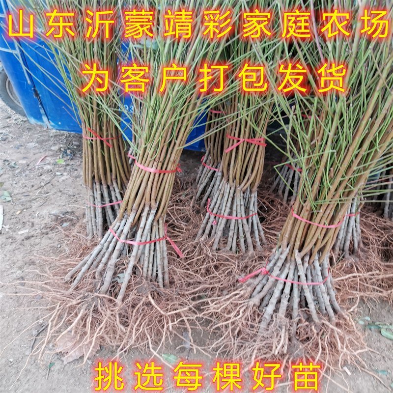 中华油桃嫁接油桃苗南北方种植油桃树苗桃树苗