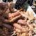 新鲜熟皮皮虾，虾爬子，琵琶虾，虾姑，产地直销
