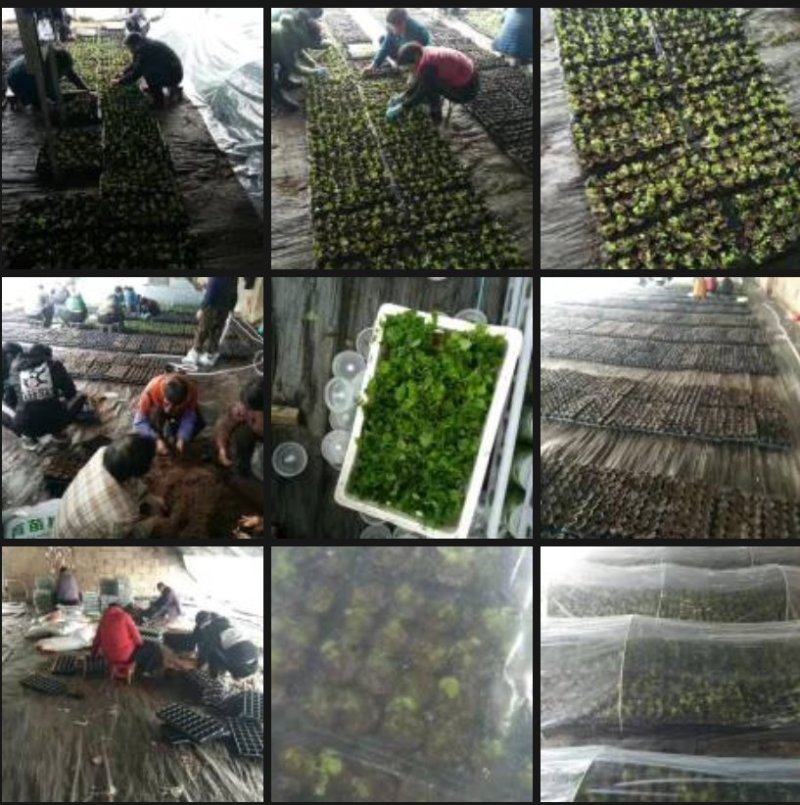 楸树苗组培精品金丝楸树苗良种楸树苗耐寒金丝楸