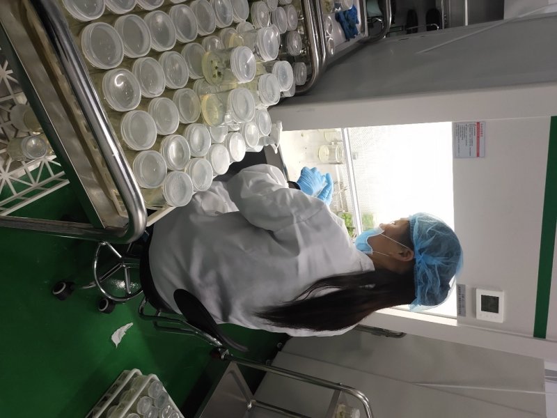楸树苗组培精品金丝楸树苗良种楸树苗耐寒金丝楸