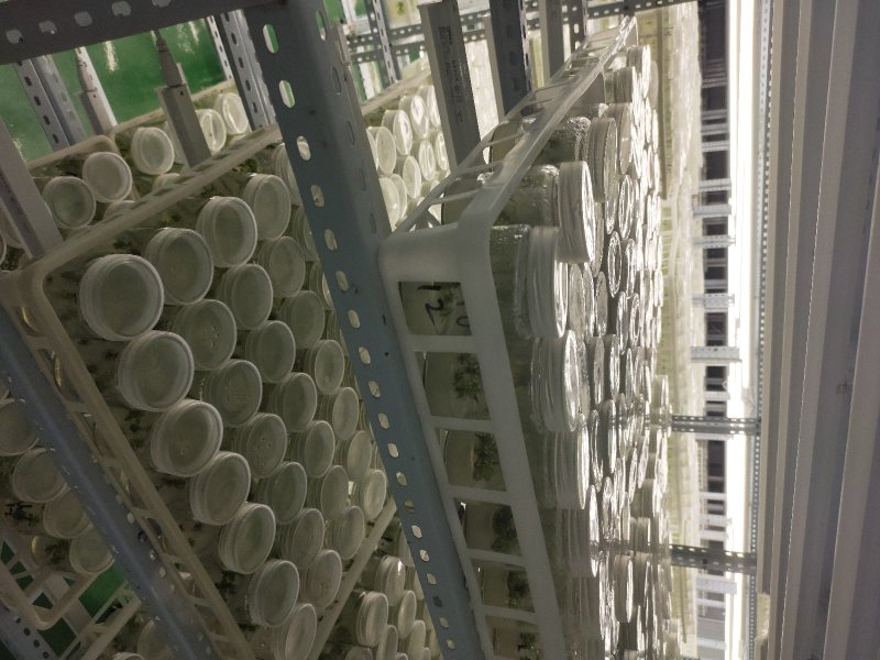 楸树苗组培精品金丝楸树苗良种楸树苗耐寒金丝楸