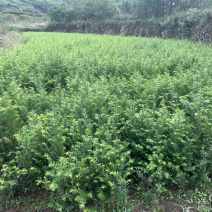 红豆杉苗红豆杉苗红豆杉苗红豆杉小苗红豆杉小苗红豆杉