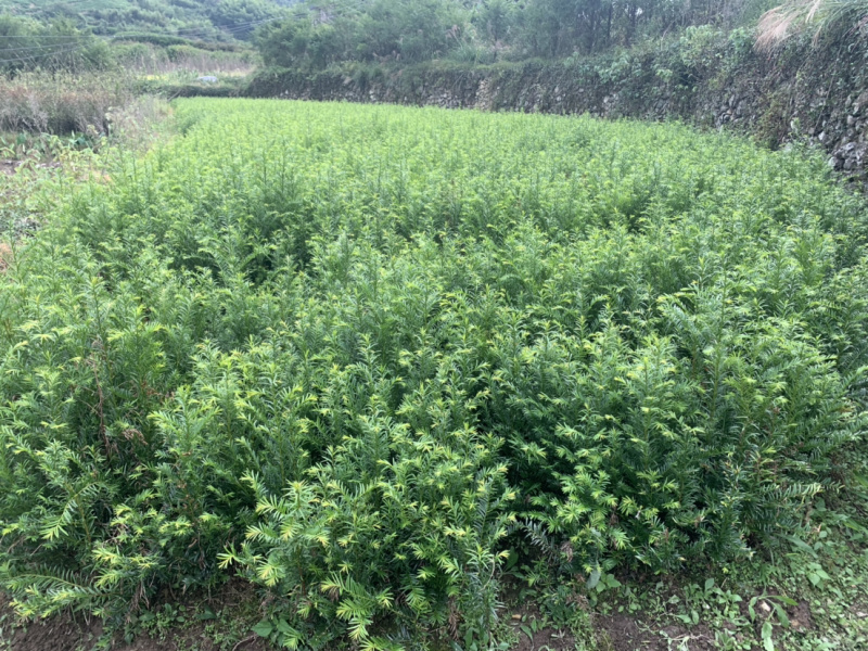 红豆杉苗红豆杉苗红豆杉苗红豆杉小苗红豆杉小苗红豆杉