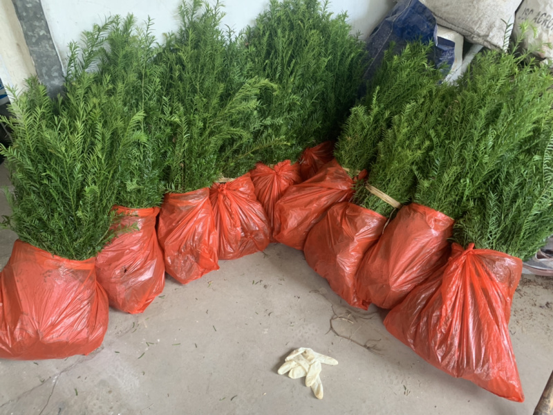 红豆杉苗红豆杉苗红豆杉苗红豆杉小苗红豆杉小苗红豆杉