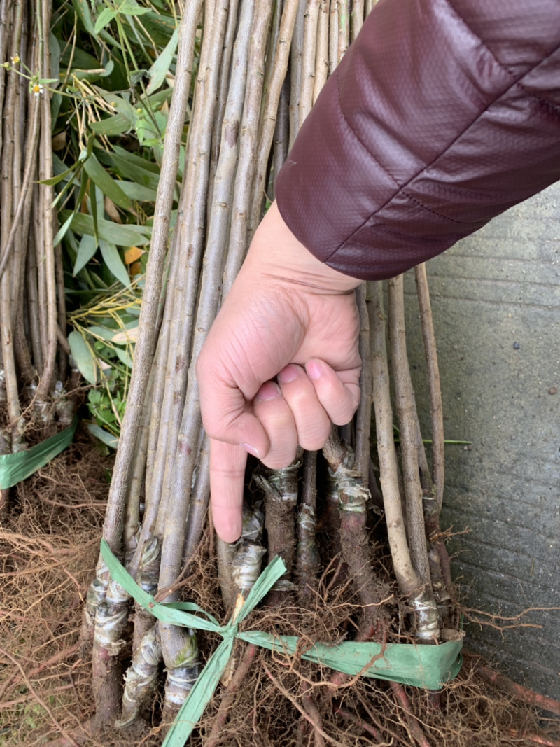红梅苗红梅苗红梅苗红梅苗红梅小苗红梅小苗精品