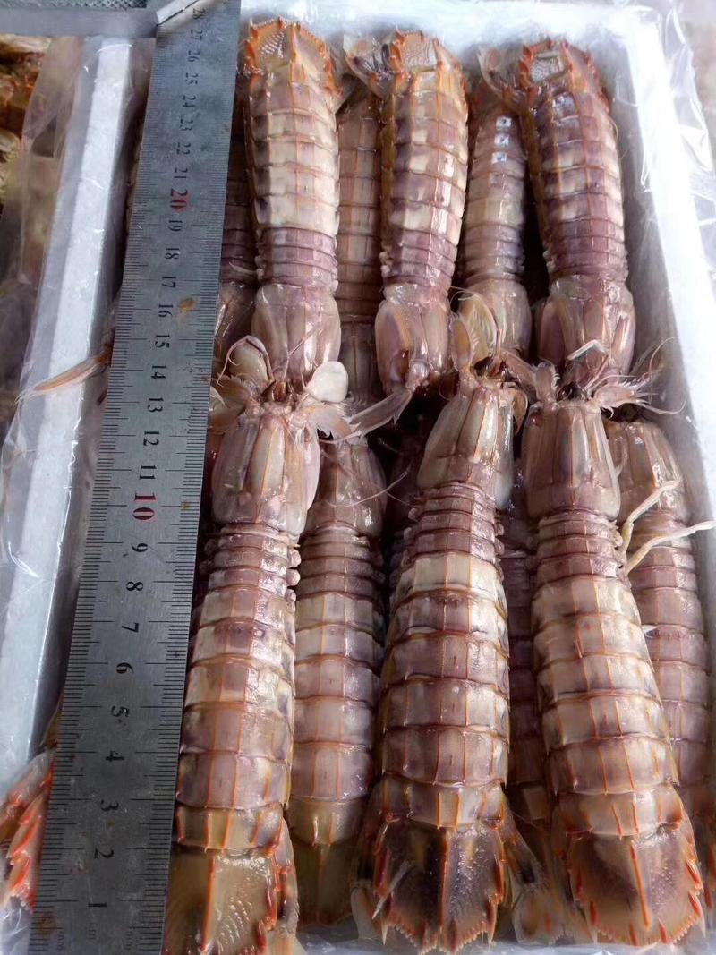 新鲜熟皮皮虾，虾爬子，琵琶虾，虾姑，产地直销