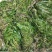 苦草，黑藻，菹藻等沉水植物是净化水的，全国发货，量大从优