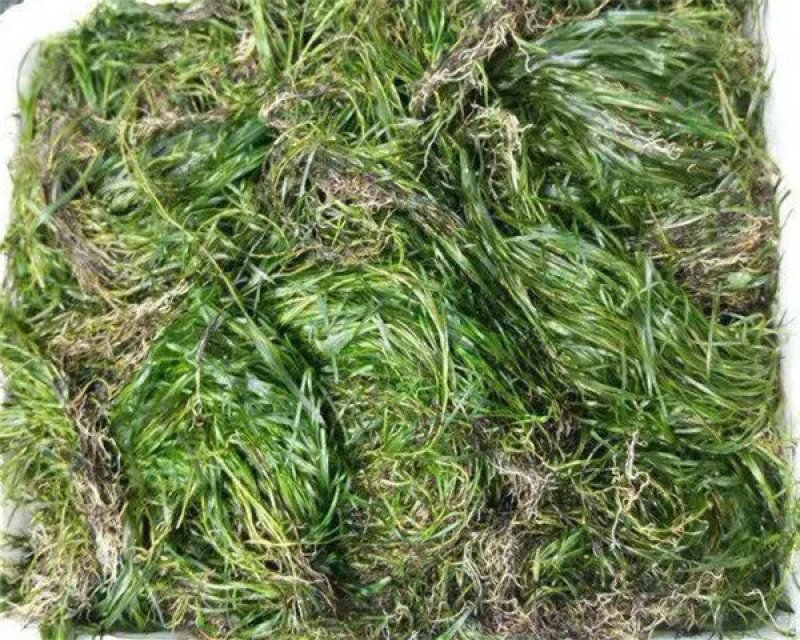 苦草，黑藻，菹藻等沉水植物是净化水的，全国发货，量大从优