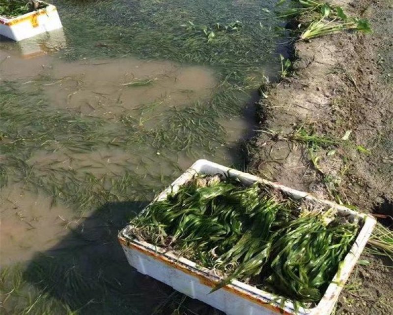 苦草，黑藻，菹藻等沉水植物是净化水的，全国发货，量大从优