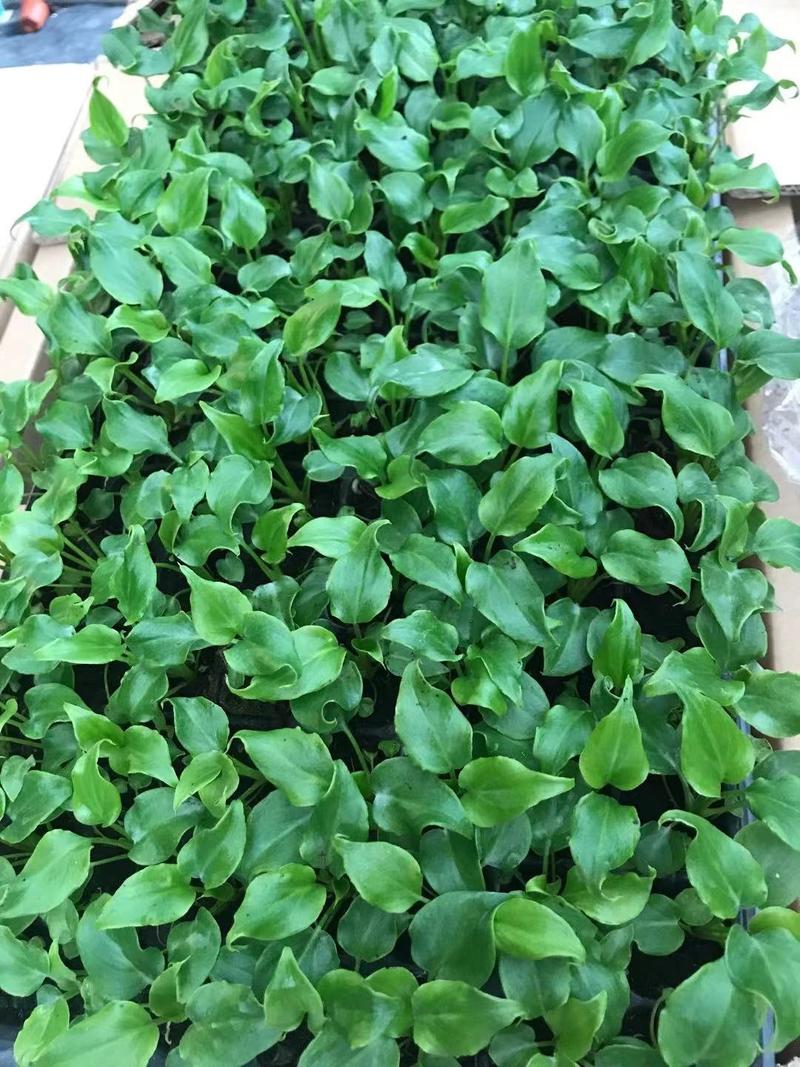 蔓绿绒小天使绿化盆栽用苗一手货源直发