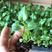 蔓绿绒小天使绿化盆栽用苗一手货源直发