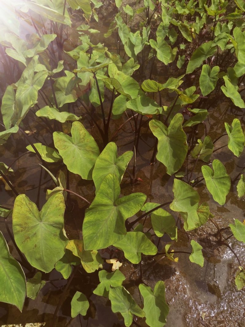 紫芋自产自销专业种植基地