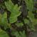 紫芋自产自销专业种植基地