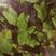 紫芋自产自销专业种植基地