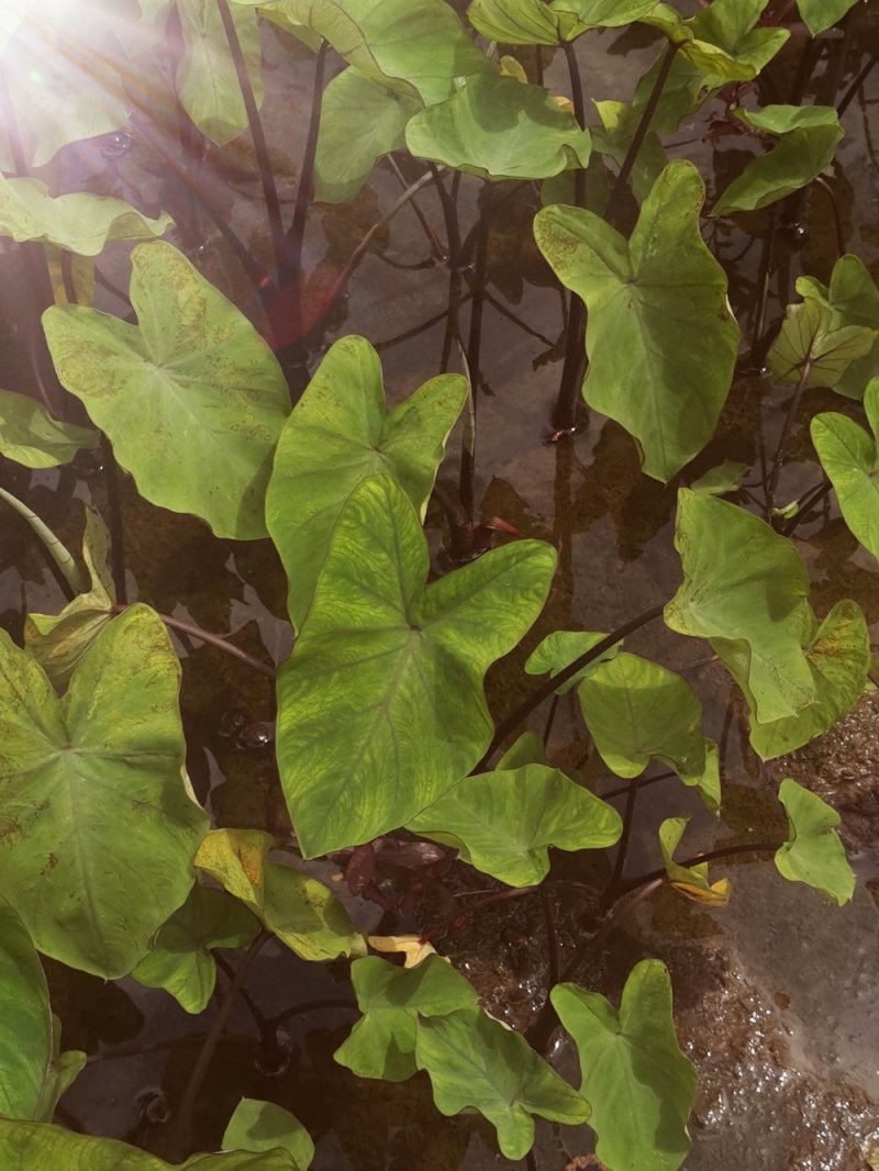 紫芋自产自销专业种植基地
