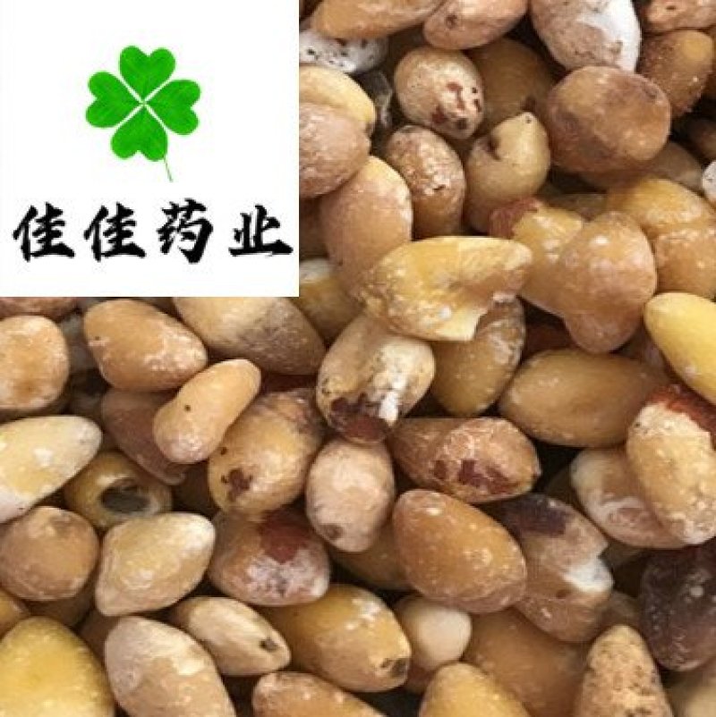 白果仁选货银杏果供应大货