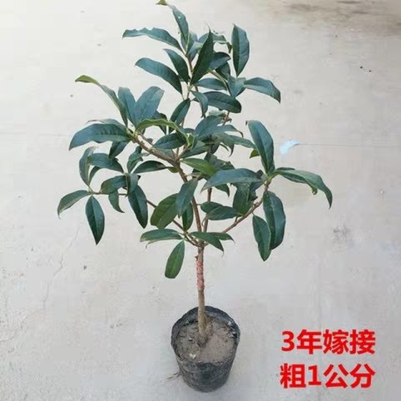 桂花苗丹桂金桂四季桂沉香桂，大小规格齐全