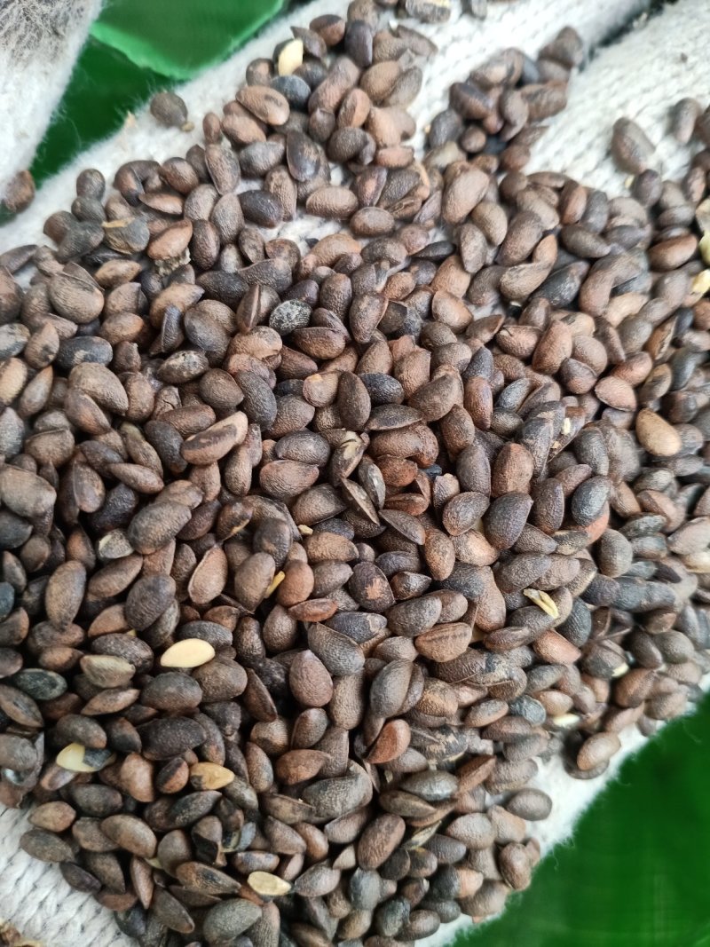 黄柏籽，黄菠萝果，干品黄柏果