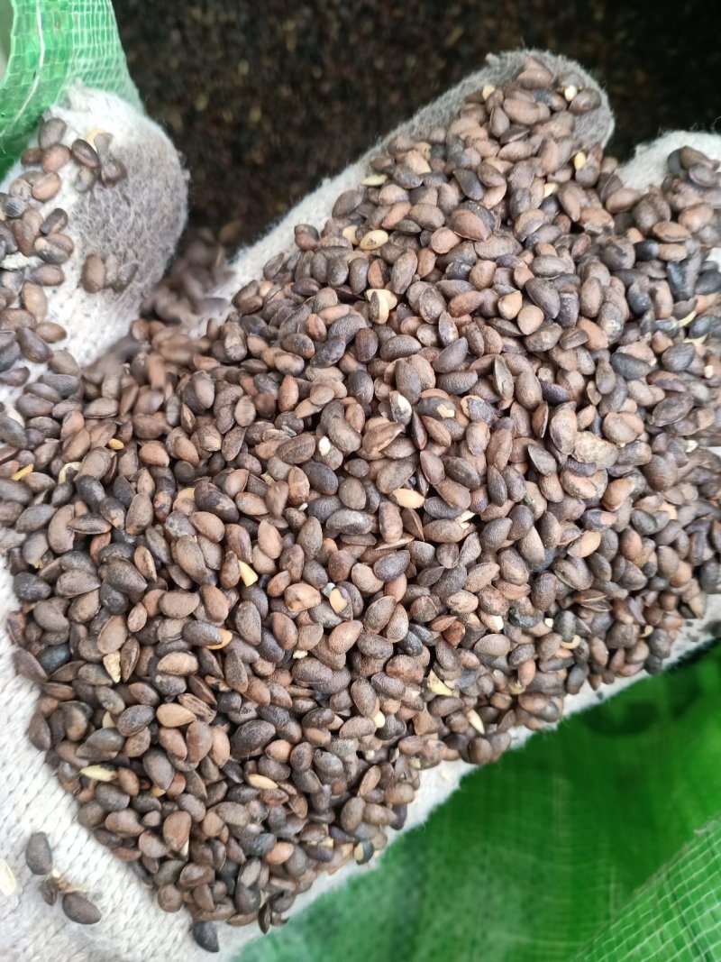 黄柏籽，黄菠萝果，干品黄柏果
