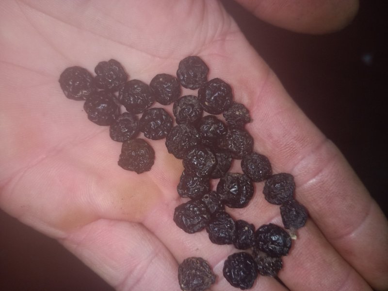 黄柏籽，黄菠萝果，干品黄柏果