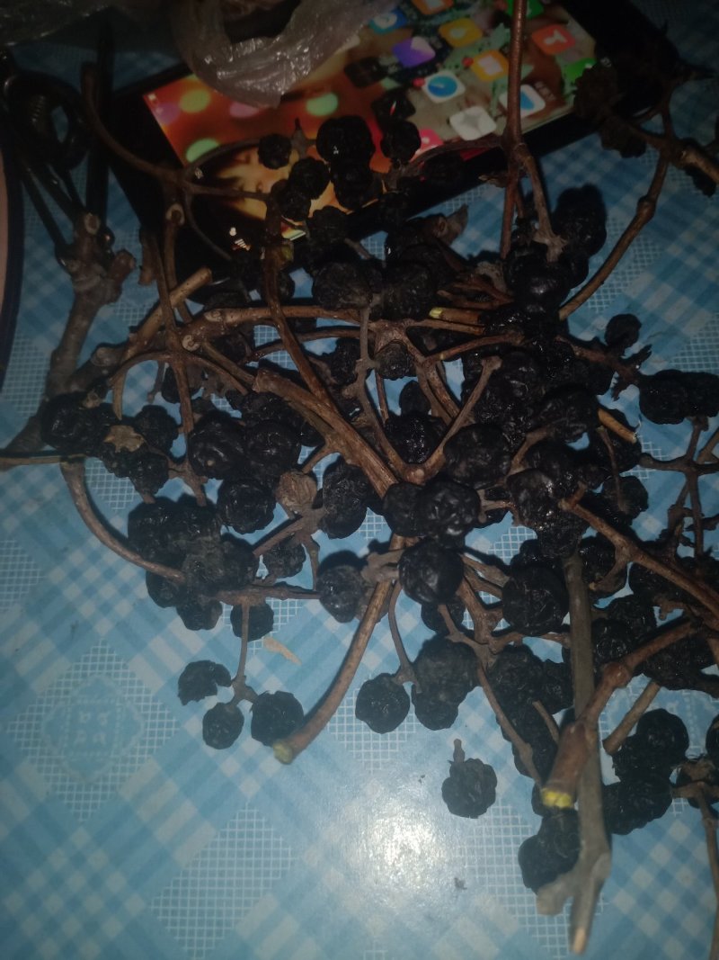 黄柏籽，黄菠萝果，干品黄柏果