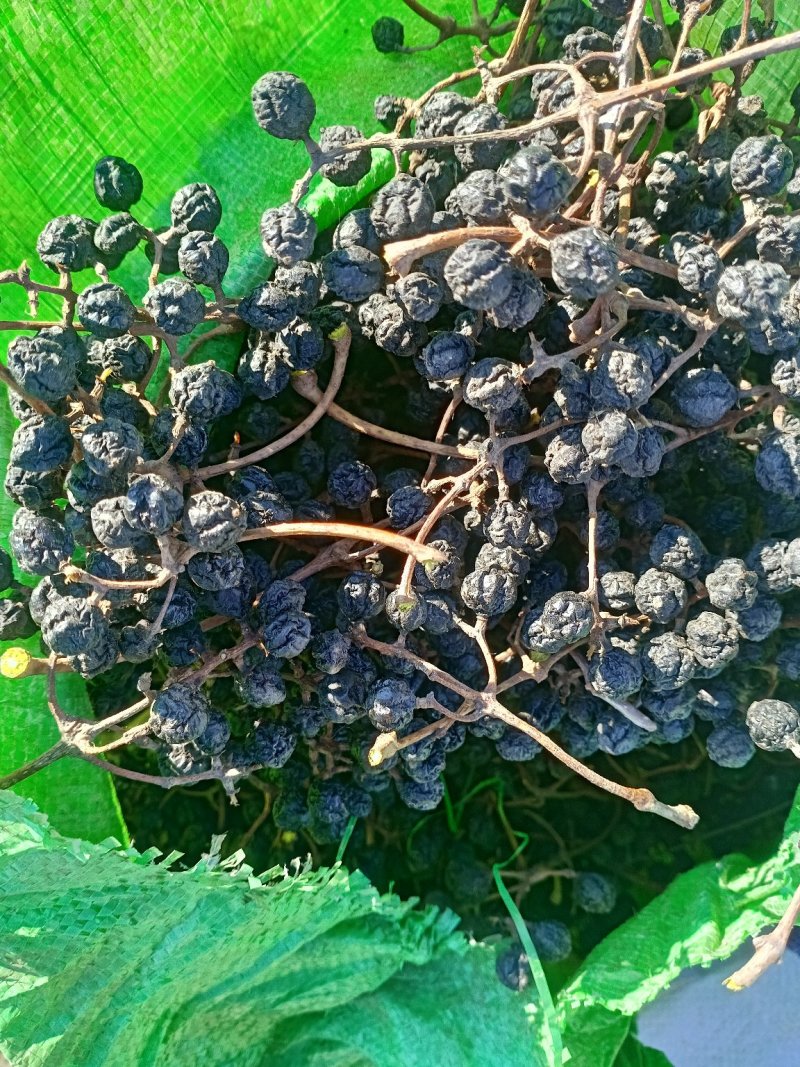 黄柏籽，黄菠萝果，干品黄柏果