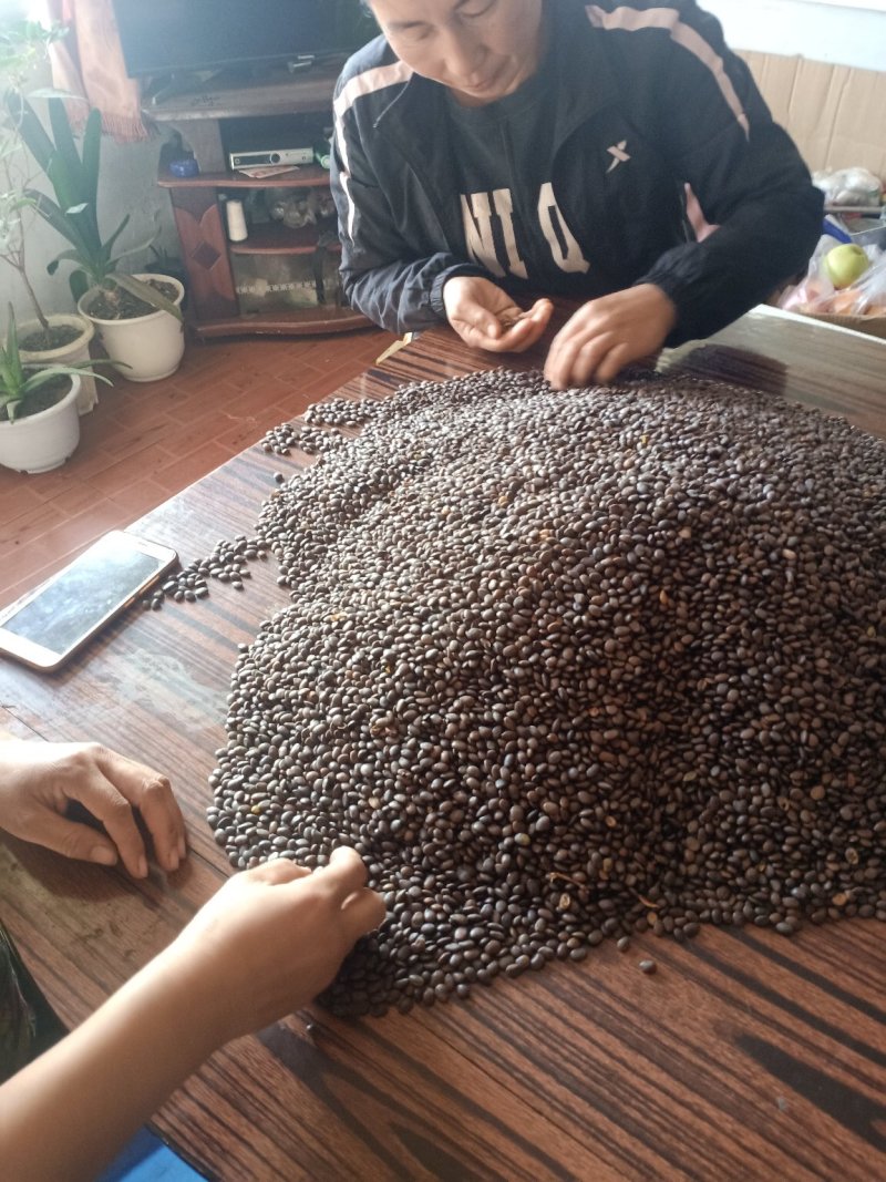 中皂角籽《雪莲子》原料
