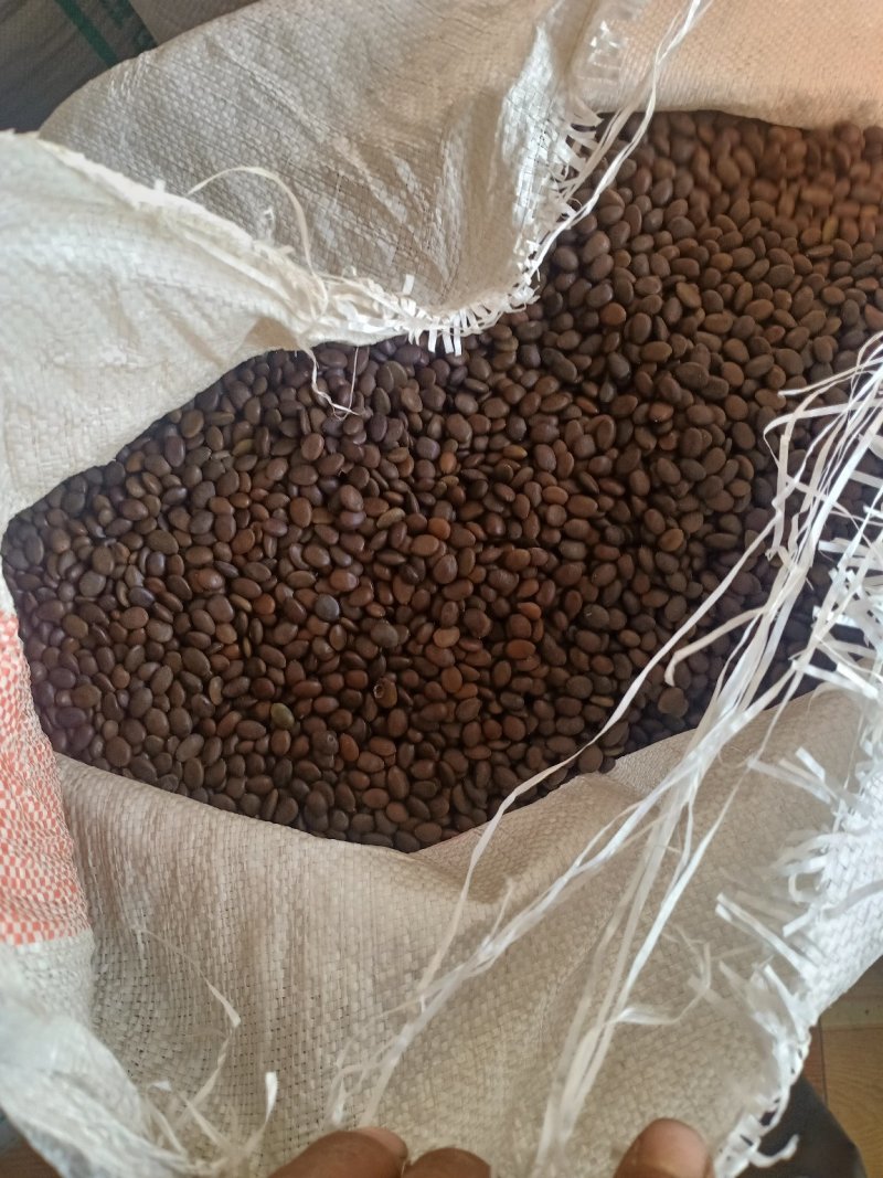 中皂角籽《雪莲子》原料