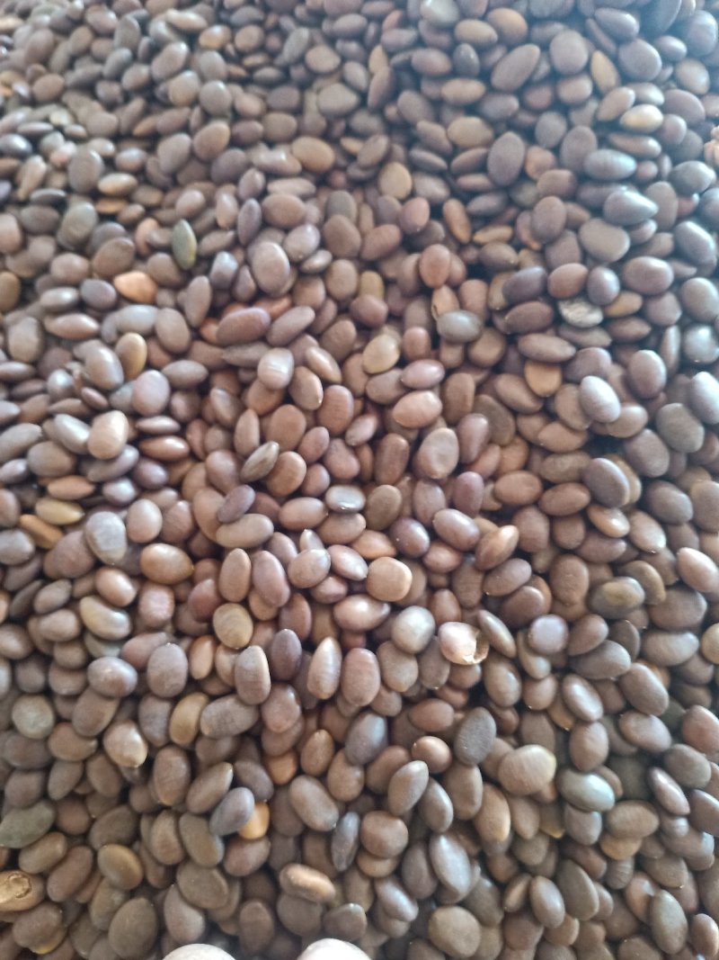 中皂角籽《雪莲子》原料