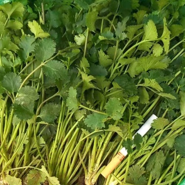 好香菜