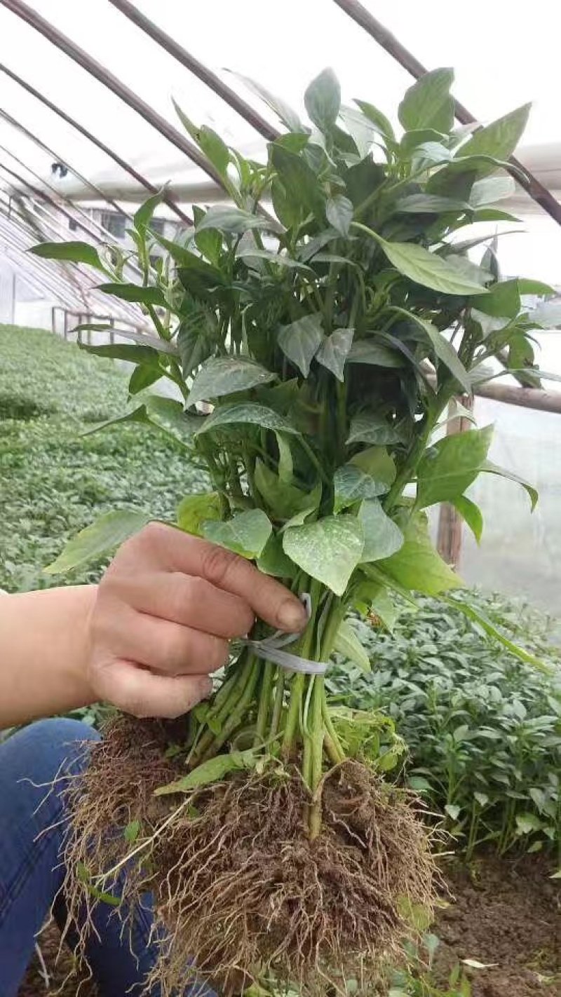有好苗】，甜椒苗，溥皮椒，基地直供湖南高端辣椒苗
