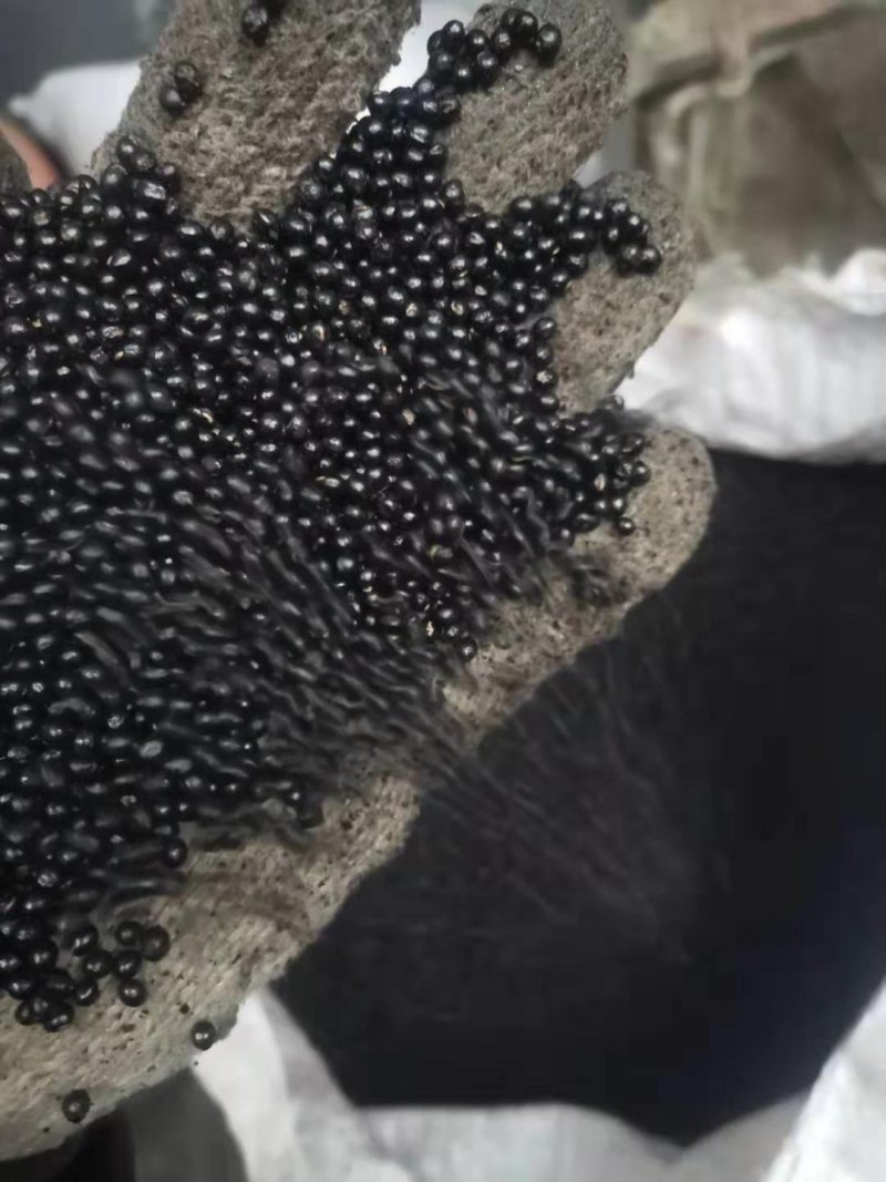 花椒种子