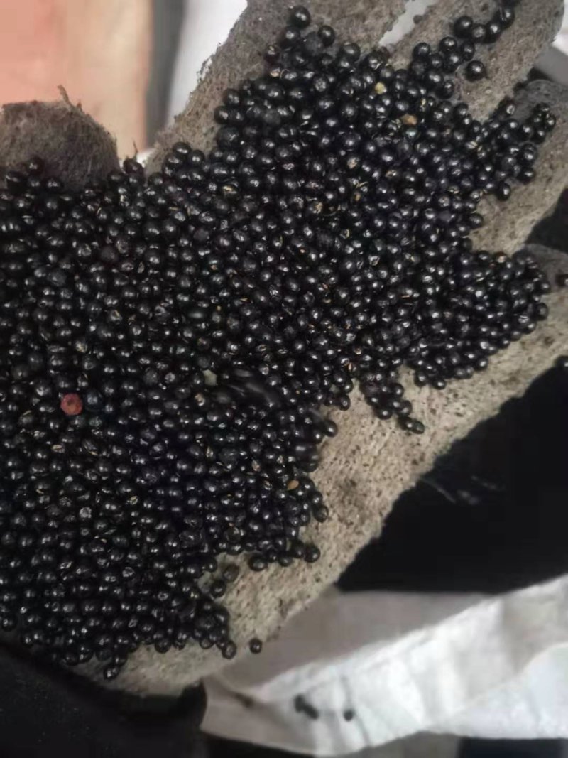 花椒种子