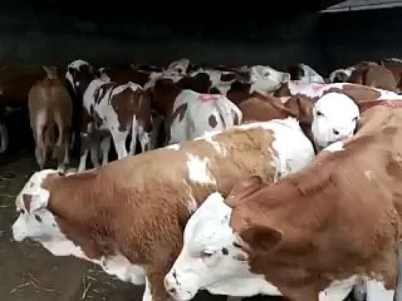 牛犊肉牛苗活体价格黄牛活仔大型养牛场水牛苗黑杂交