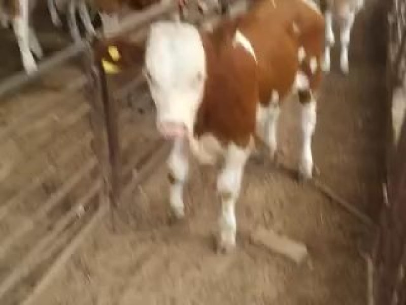 牛犊肉牛苗活体价格黄牛活仔大型养牛场水牛苗黑杂交