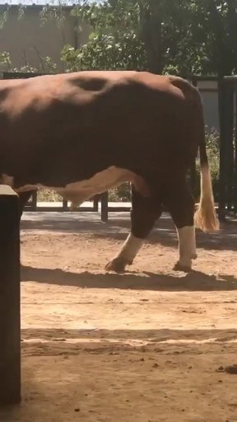 牛犊肉牛苗活体价格黄牛活仔大型养牛场水牛苗黑杂交