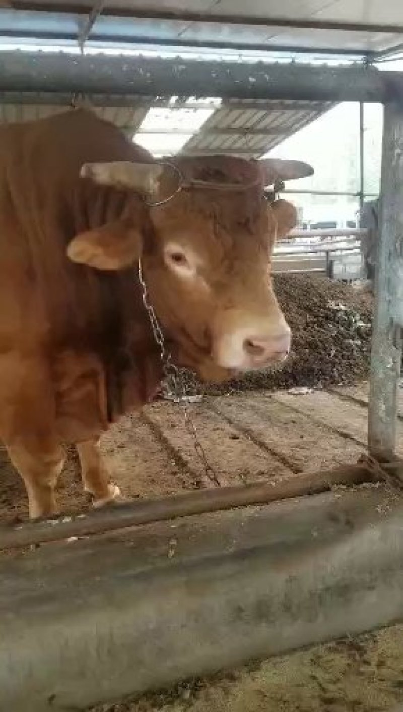 牛犊肉牛苗活体价格黄牛活仔大型养牛场水牛苗黑杂交