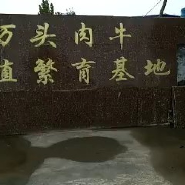 牛犊肉牛苗活体价格黄牛活仔大型养牛场水牛苗黑杂交