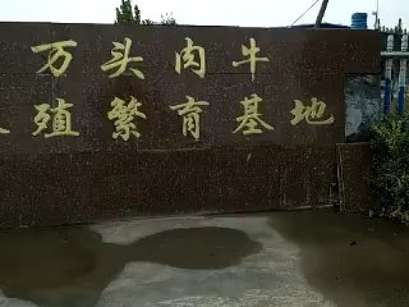 牛犊肉牛苗活体价格黄牛活仔大型养牛场水牛苗黑杂交