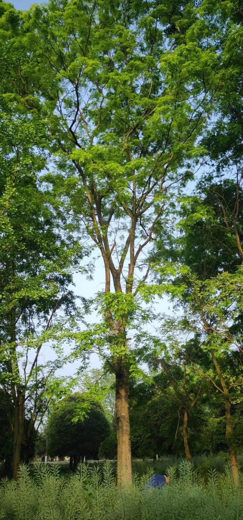 皂角树，皂荚树，四川皂角树基地出售，成都皂荚树批发价格