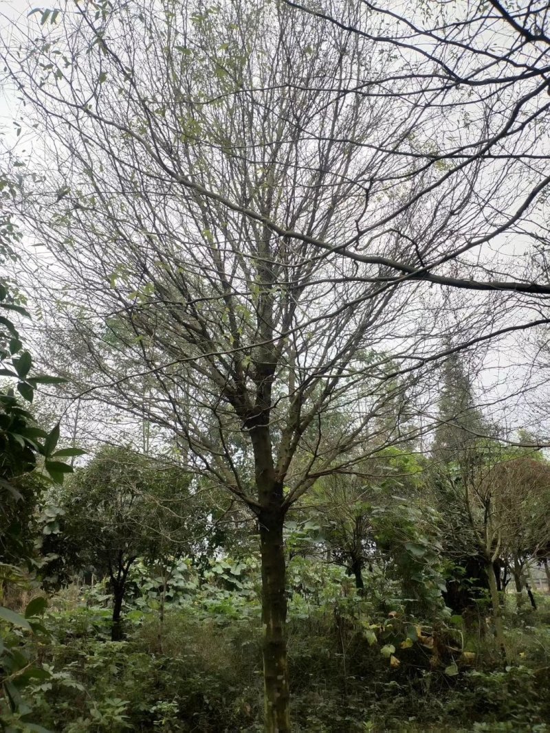 皂角树，皂荚树，四川皂角树基地出售，成都皂荚树批发价格