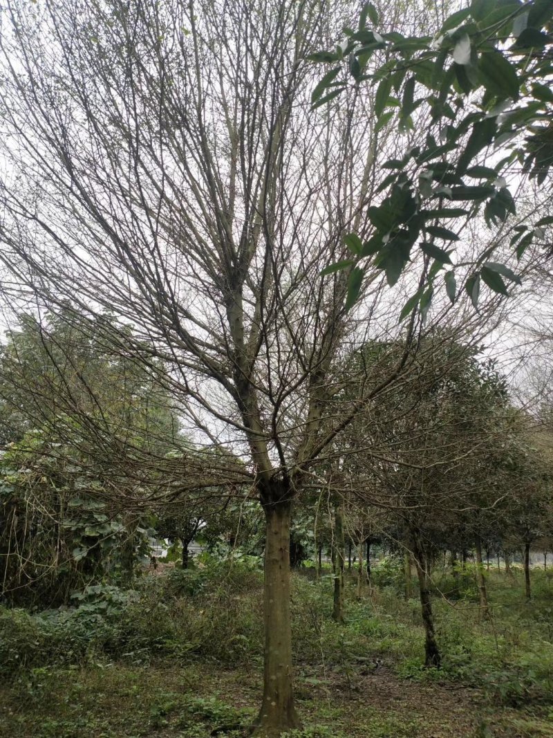 皂角树，皂荚树，四川皂角树基地出售，成都皂荚树批发价格