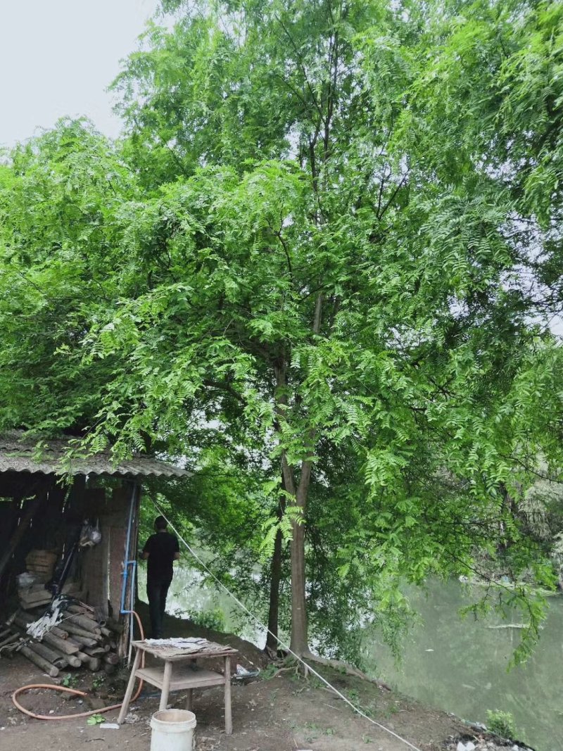 皂角树，皂荚树，四川皂角树基地出售，成都皂荚树批发价格