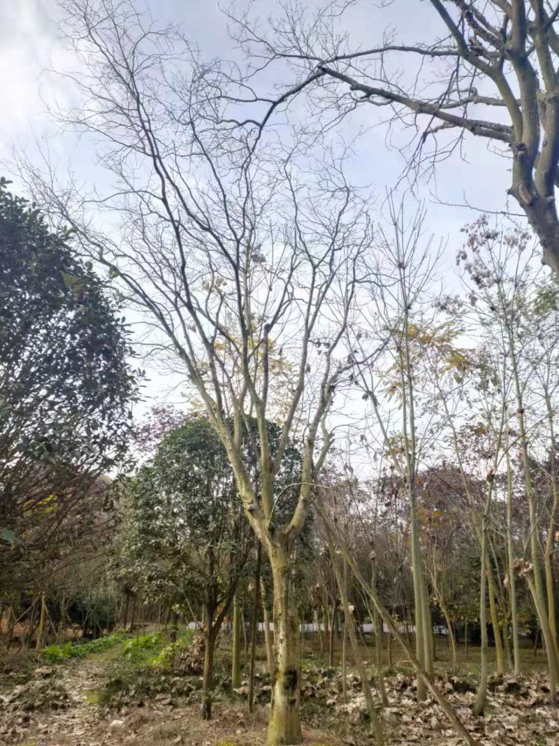 皂角树，皂荚树，四川皂角树基地出售，成都皂荚树批发价格