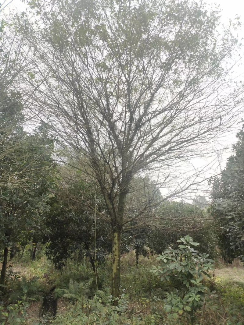 皂角树，皂荚树，四川皂角树基地出售，成都皂荚树批发价格