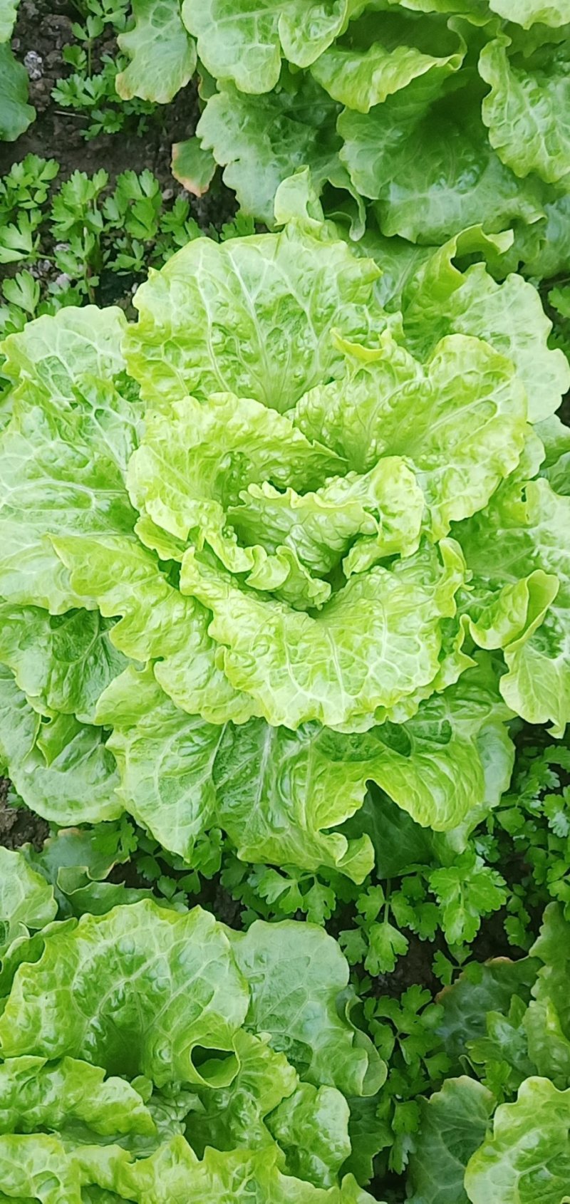 生菜，精品生菜，常年有货