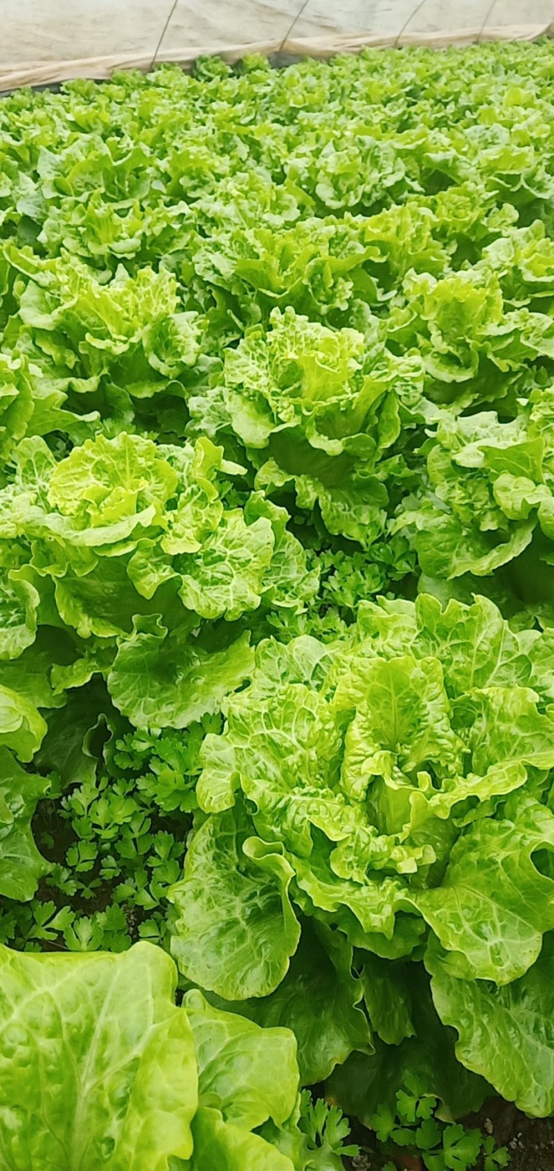生菜，精品生菜，常年有货