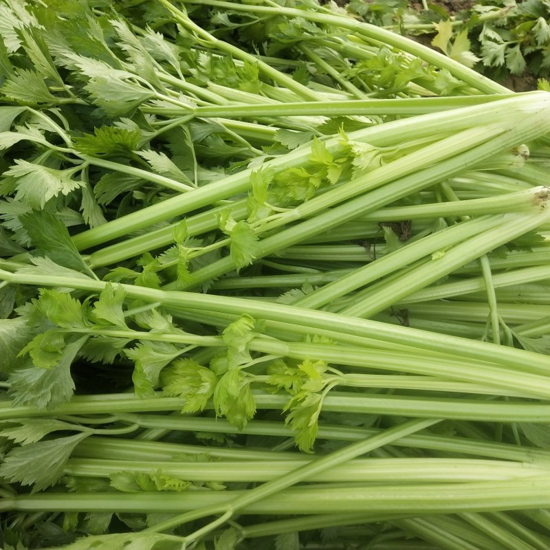 优质精品芹菜西芹芹菜大量上市物美价廉货源充足