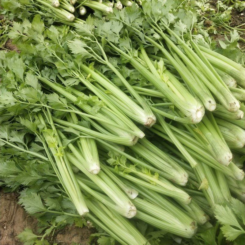 优质精品芹菜西芹芹菜大量上市物美价廉货源充足